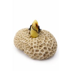 Regulowany pierścionek z bryłką bursztynu