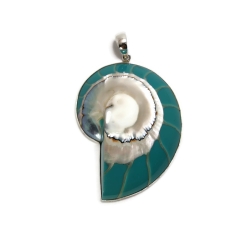 Muszla w srebrnej oprawie